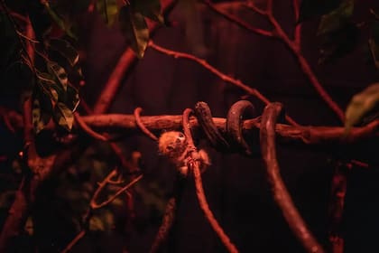 El loris lento pigmeo nació el pasado 13 de diciembre y cuenta con buena salud (Zoológico del Bronx)