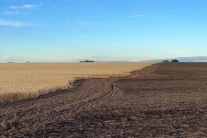 El lote que se quemó y lo que quedó en pie