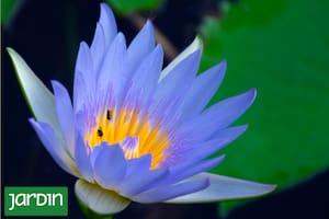 Qué hay de mito, qué de ciencia y cuáles funcionan de verdad