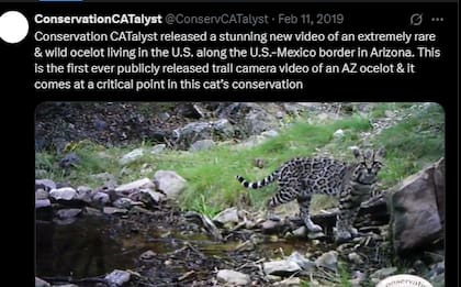 El lugar en donde se construirá el muro de Arizona es el único con presencia de jaguares y ocelotes en EE.UU. X /@Conservation CATalyst