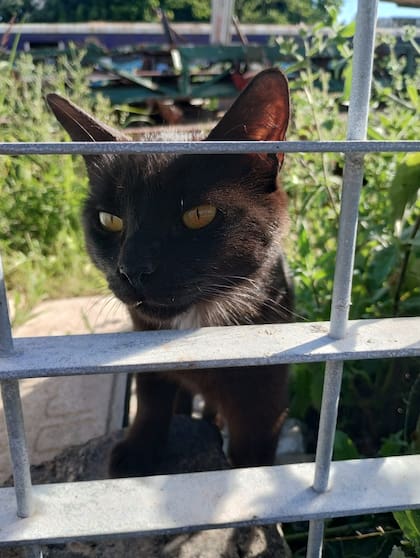 El lugar era un basural y se había vuelto peligroso.