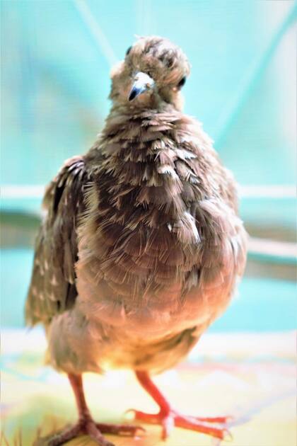 El lunes 22 de marzo Pío cumplió 1 año y 4 meses. Tiene su carnet y su historia clínica en la veterinaria donde Valeria atienda, también, a sus perros.