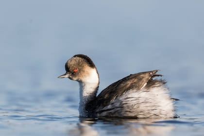 El macá plateado es una de las aves que hacen a la biodiversidad del Parque Nacional.