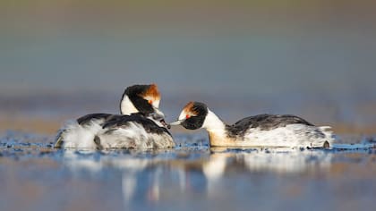 El macá tobiano es un ave en peligro de extinción; se lo conoce desde 1974