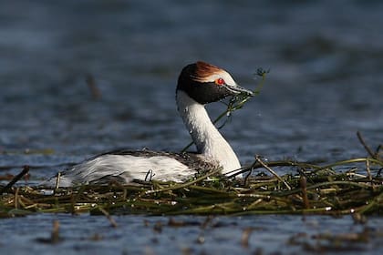 El macá tobiano solamente vive en Santa Cruz