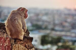 Hallazgo: monos experimentan conscientemente el mundo visual como los humanos