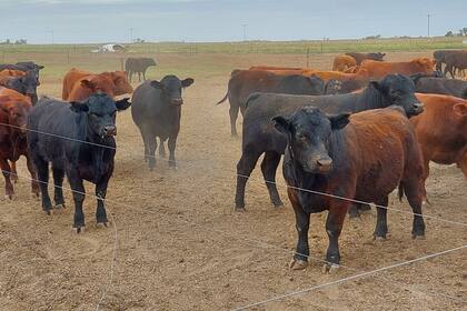 El macho entero joven tiene mayor ritmo de crecimiento que el novillo y puede alcanzar un rendimiento de carne en gancho superior (hasta 60%), aunque ese valor depende de la dieta