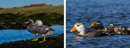El macho presenta cabeza blanca y pico amarillo anaranjado, mientras que la hembra luce un plumaje más discreto, en tonos marrones, con una línea blanca detrás del ojo