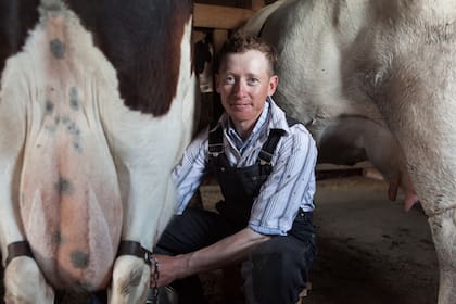 El maestro, David Loewen, ordeña una vaca. Los menonitas se dedican a la elaboración de quesos.