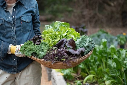 El magnesio presente en las verduras de hojas verdes juega un rol importante en la regulación del ciclo de sueño y vigía