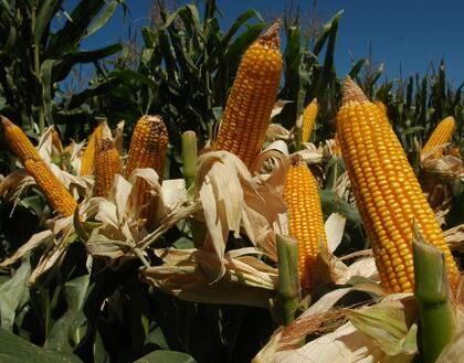 El Gobierno bajó este mes las retenciones al maíz y otros productos