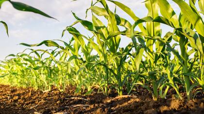 El maíz, en problemas
