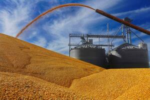 Una posible revancha para los precios del maíz