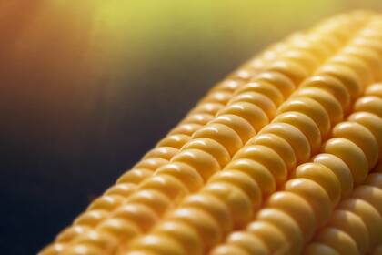El maíz es la base para elaborar etanol; también se puede elaborar con caña de azúcar