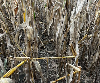 EL maíz es un cultivo que correlaciona muy bien el contenido de agua en el suelo al momento de la siembra