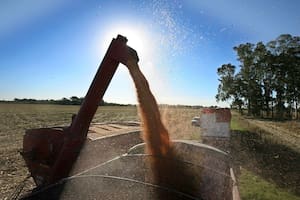 Extienden la baja gradual de las retenciones al maíz, el girasol y el sorgo