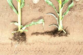 Maíz: el abecé para encarar la siembra 2021/22