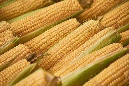 El maíz se sumó al dólar agro con un tipo de cambio a $340