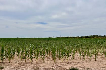 El maíz sintió la falta de lluvias de parte de enero y febrero
