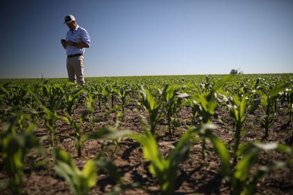 El maíz tardío a menudo requiere de una recolección temprana para esquivar las heladas y cuidar la humedad a cosecha para evitar penalidades en rindes por secada