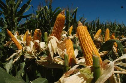 El maíz tardío se expande en el sudeste bonaerense