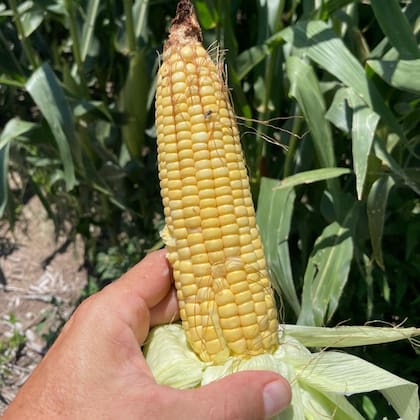 El maíz temprano tuvo la “suerte” de que las precipitaciones en general acompañaron mejor las necesidades a lo largo de su ciclo