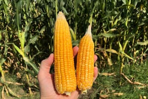 Está en sequía la mitad de la principal región agrícola