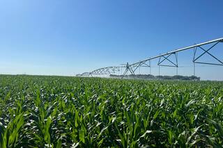 Maíz: la oportunidad para ser el gran jugador