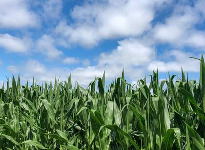 El maíz, un cultivo con múltiples usos