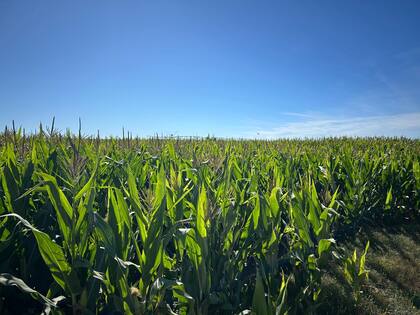 El maíz y el sorgo también experimentarán un incremento