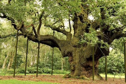 El Major Oak está cerca del pueblo de Edwinstowe