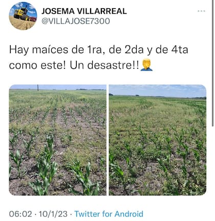 El mal estado de un lote de maíz