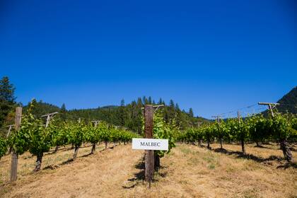 El Malbec, cepa de uva originaria de Francia, encontró un terreno ideal para desarrollarse en Mendoza