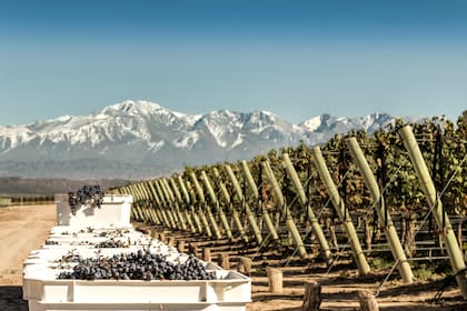 El Malbec es la uva más extendida en el suelo argentino