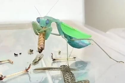 La mantis come la última parte de su presa mientras solo quedan sobras a su alrededor