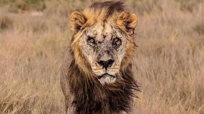 El mamífero, de 19 años, murió tras haber sido alcanzado por unas lanzas