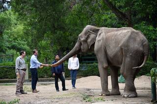 Murió la elefanta Pelusa, un emblema del zoológico de La Plata