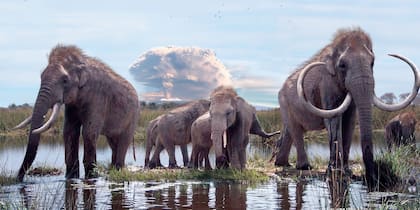 El mamut colombino podía medir hasta 13 pies y pesar 10 toneladas (Arqueología Mexicana)