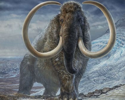 El mamut se extinguió hace miles de años y supo vivir en mayoritariamente en Norteamérica