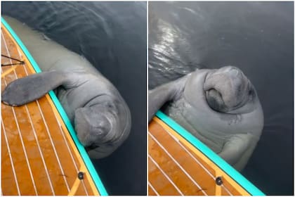 El manatí obedeció la voz del guía y este registró el momento con su cámara