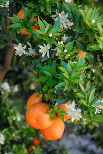 El mandarino necesita una maceta de gran tamaño y con un buen sistema de drenaje.