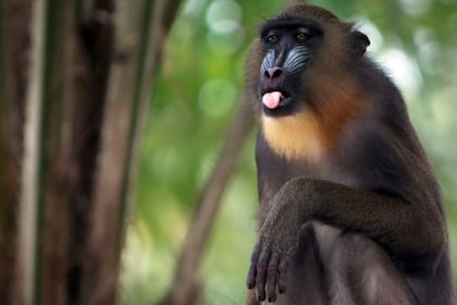 El mandril es una especie en peligro de extinción