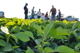 De historiador a médico: todo lo que hay que ser para manejar plagas