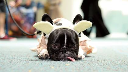 El manga, el animé, los coleccionables y hasta las series y el cine fueron relegados por el furor del juego de Nintendo, presente también en los atuendos