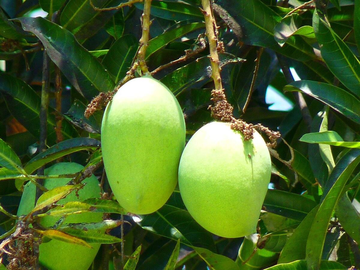 La poderosa hoja de una fruta que puede ayudar a revertir los síntomas de la inflamación
