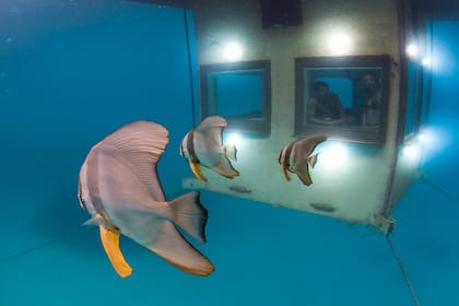 El Manta Resort flota sobre el mar