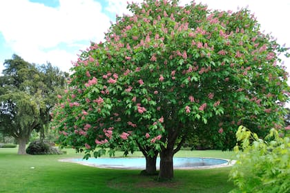 El mantillo bien aplicado sirve para proteger el tronco y las raíces del árbol