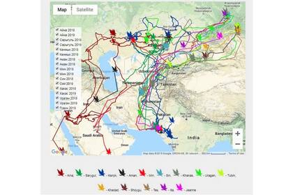 El mapa con el seguimiento de las águilas y el trayecto del vuelo de algunas especies que llegaron a Irán y Pakistán