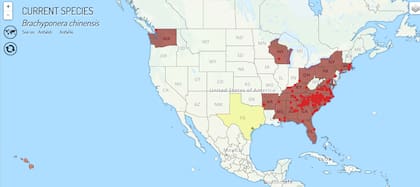 El mapa de EE.UU. donde tiene presencia la especie invasora