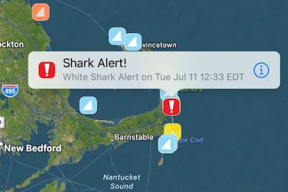 El mapa interactivo de Sharktivity informa sobre la ubicación o actividad sospechosa de tiburones blancos (Sharktivity)